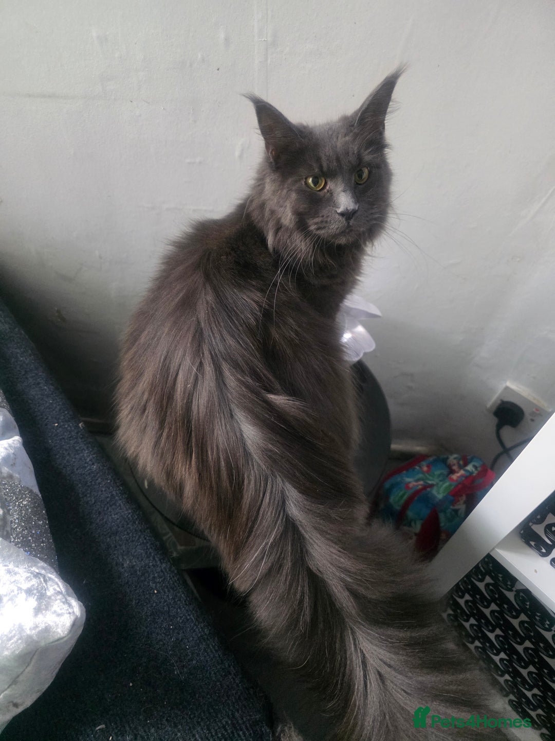 Maine Coon cats for sale: Russian maincoon  - Image 4
