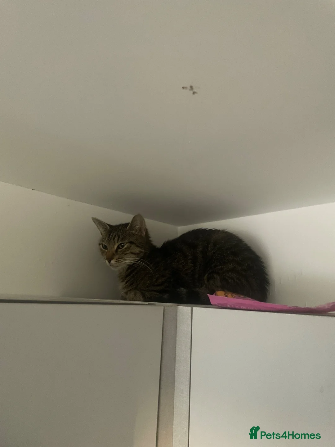 Mixed Breed cats for sale: Kitten - Advert 1