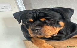 Rottweiler dogs for stud: Stunning solid male Rottweiler  - Image 5