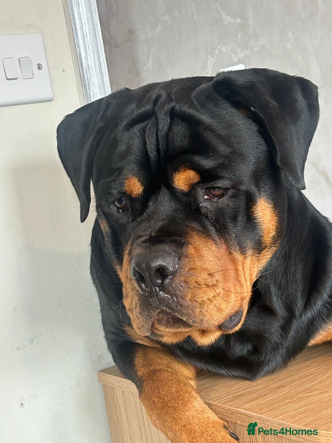 Rottweiler dogs for stud: Stunning solid male Rottweiler  - Image 5
