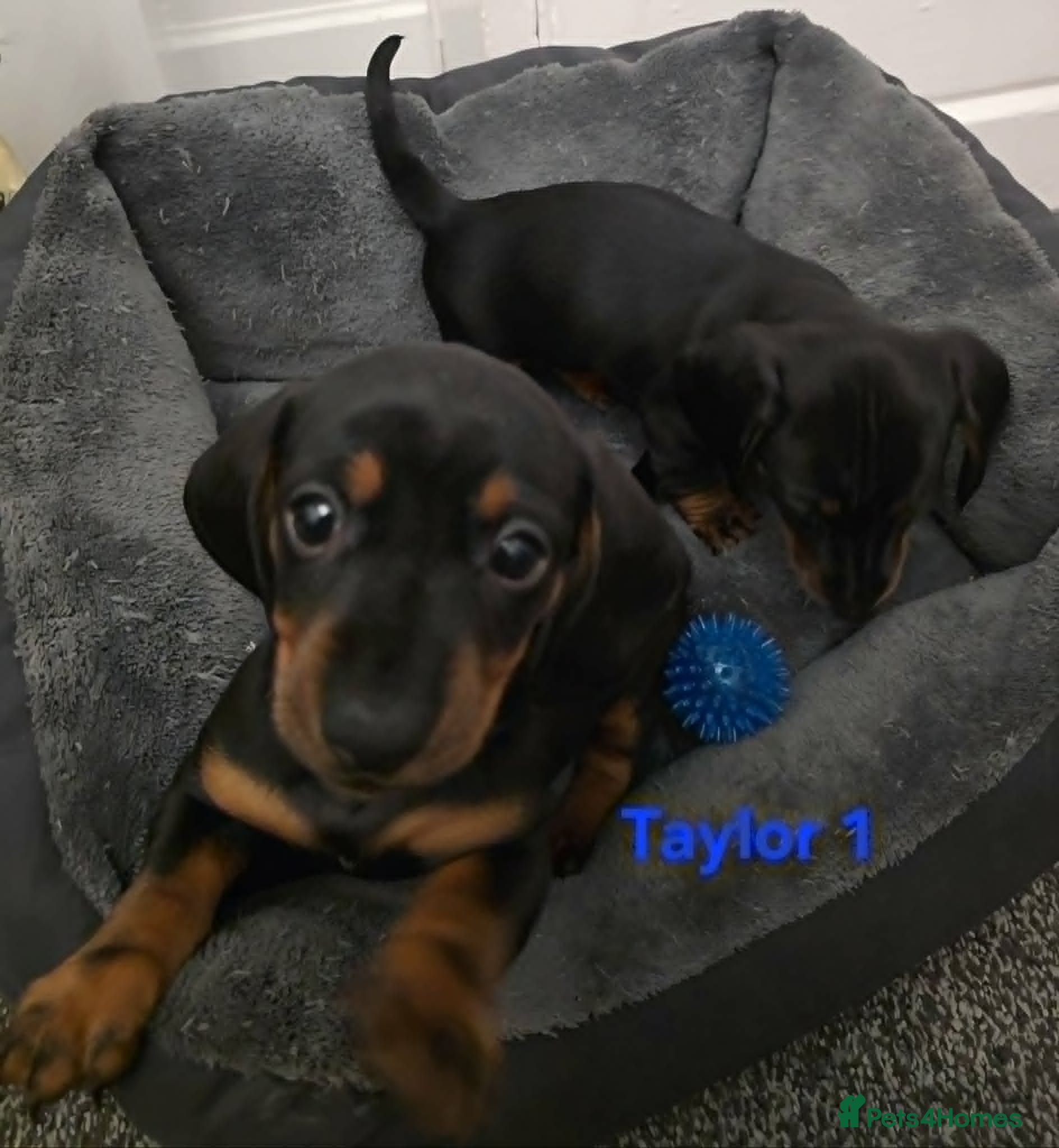 Miniature Dachshund dogs 2 Beautiful Female Miniature Dachshund Puppies - Advert 18