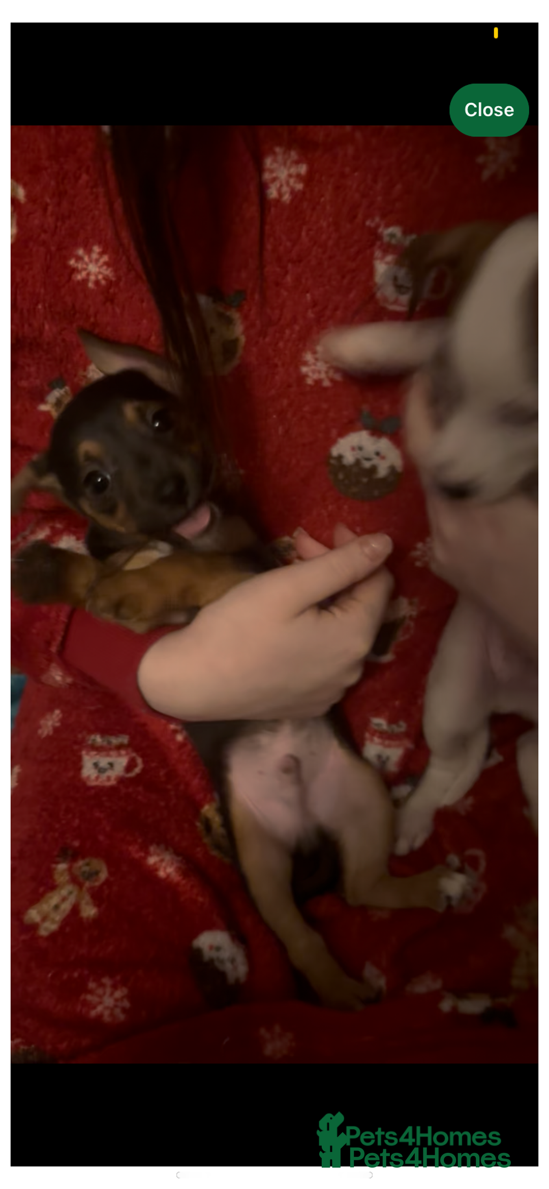 Jack Russell dogs for sale: Jack Russel puppies  - Advert 3