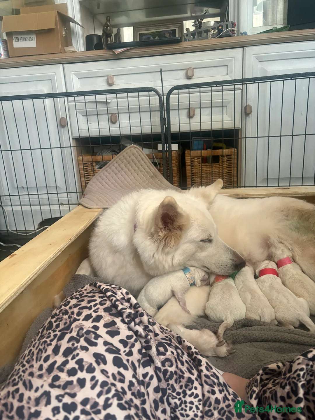 White Swiss Shepherd dogs for sale: Gorgeous wss papered European lines in Ilminster - Advert 13
