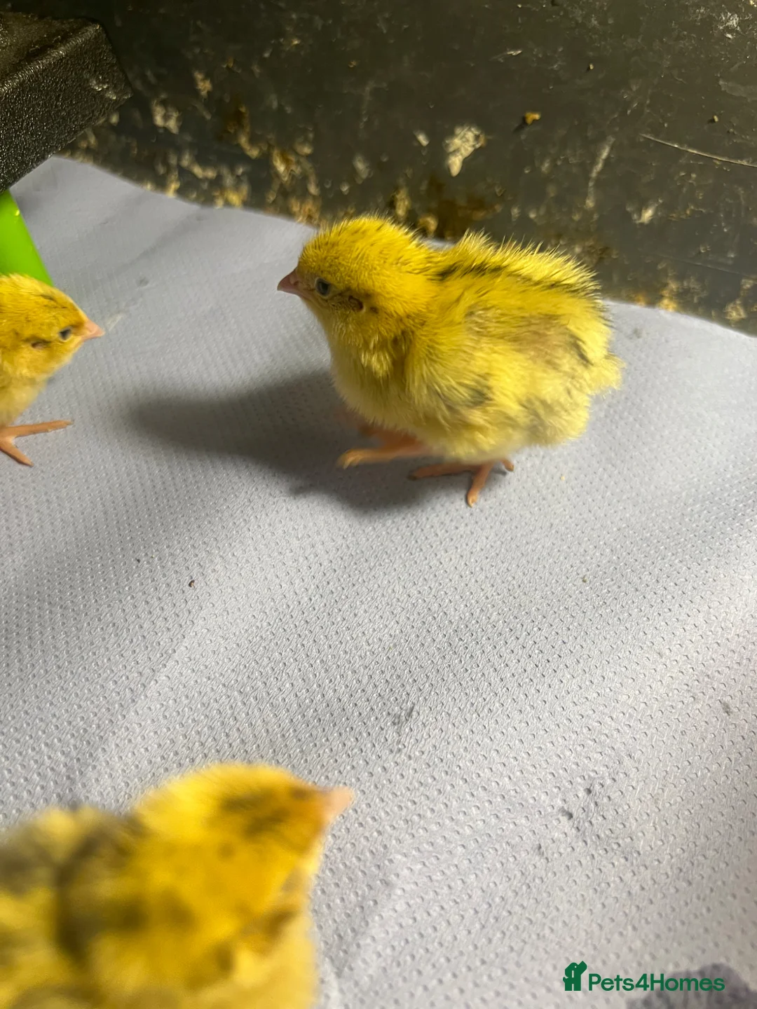 Quail poultry for sale: Jumbo Coturnix Quails - Advert 4