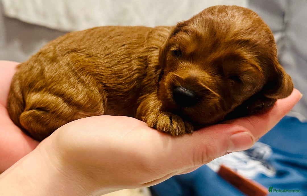 Cavapoo dogs for sale: A Premium litter of F1B Toy Cavapoo Puppies  - Advert 19