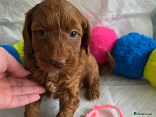 Goldendoodle dogs 👑 Deep Red Australian Double Doodles Multigen👑 - Advert 8