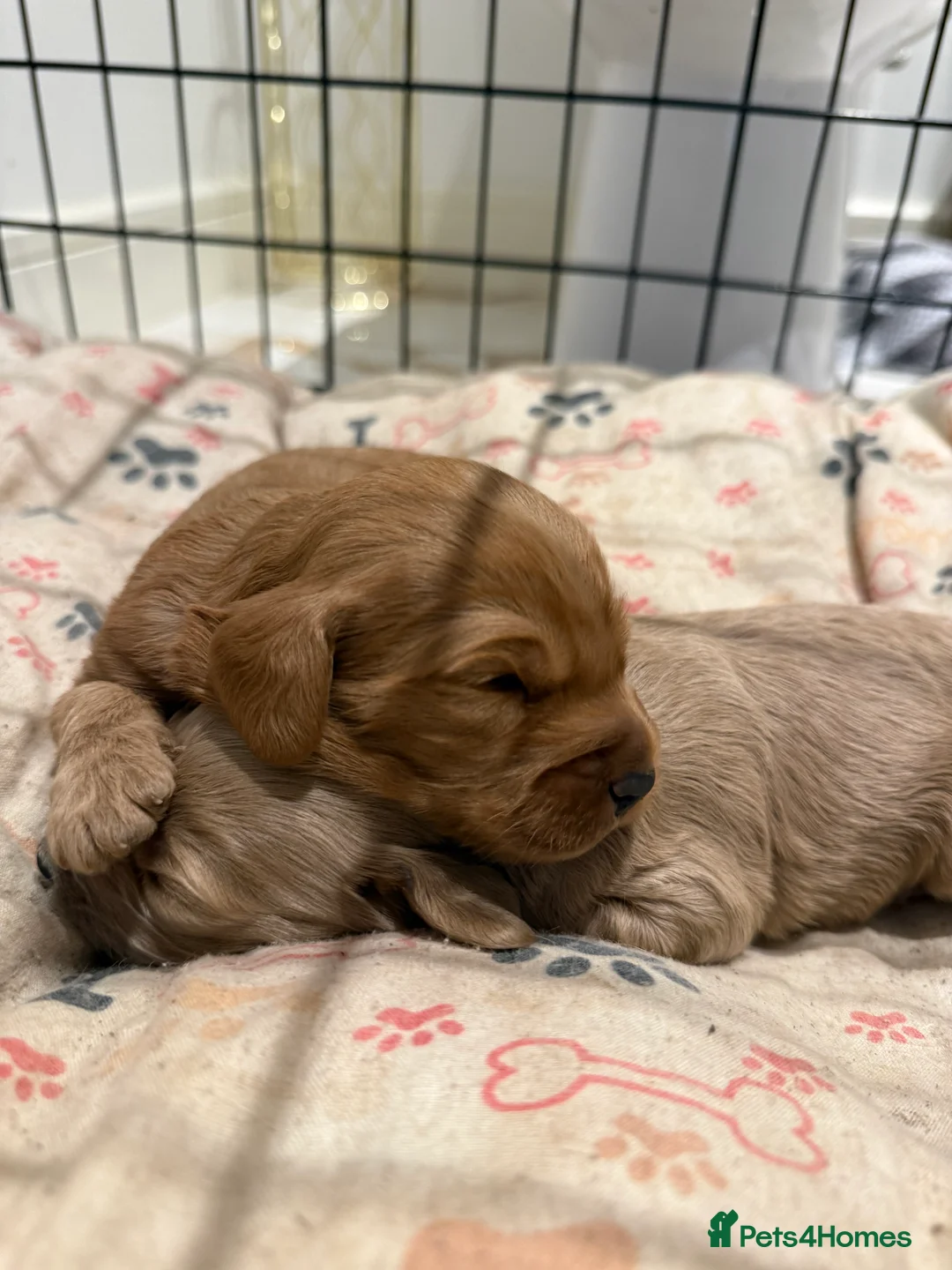 Cockapoo dogs for sale: READY TO GO! LAST BOY F1 Cockapoo puppies - Advert 11
