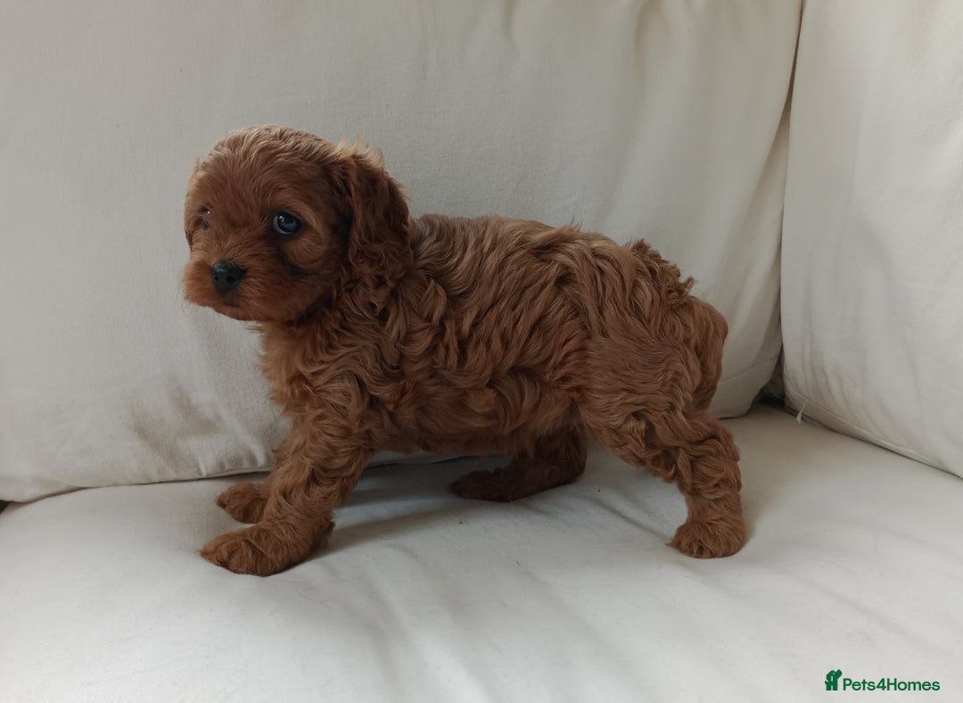 Cavapoo dogs for sale: Gorgeous Red F1 Cavapoo Puppies With H/T Parents - Image 17