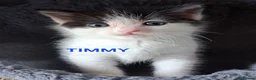 Ragdoll cats for sale: CUTE SOLID RAGDOLL KITTENS  - Advert 14