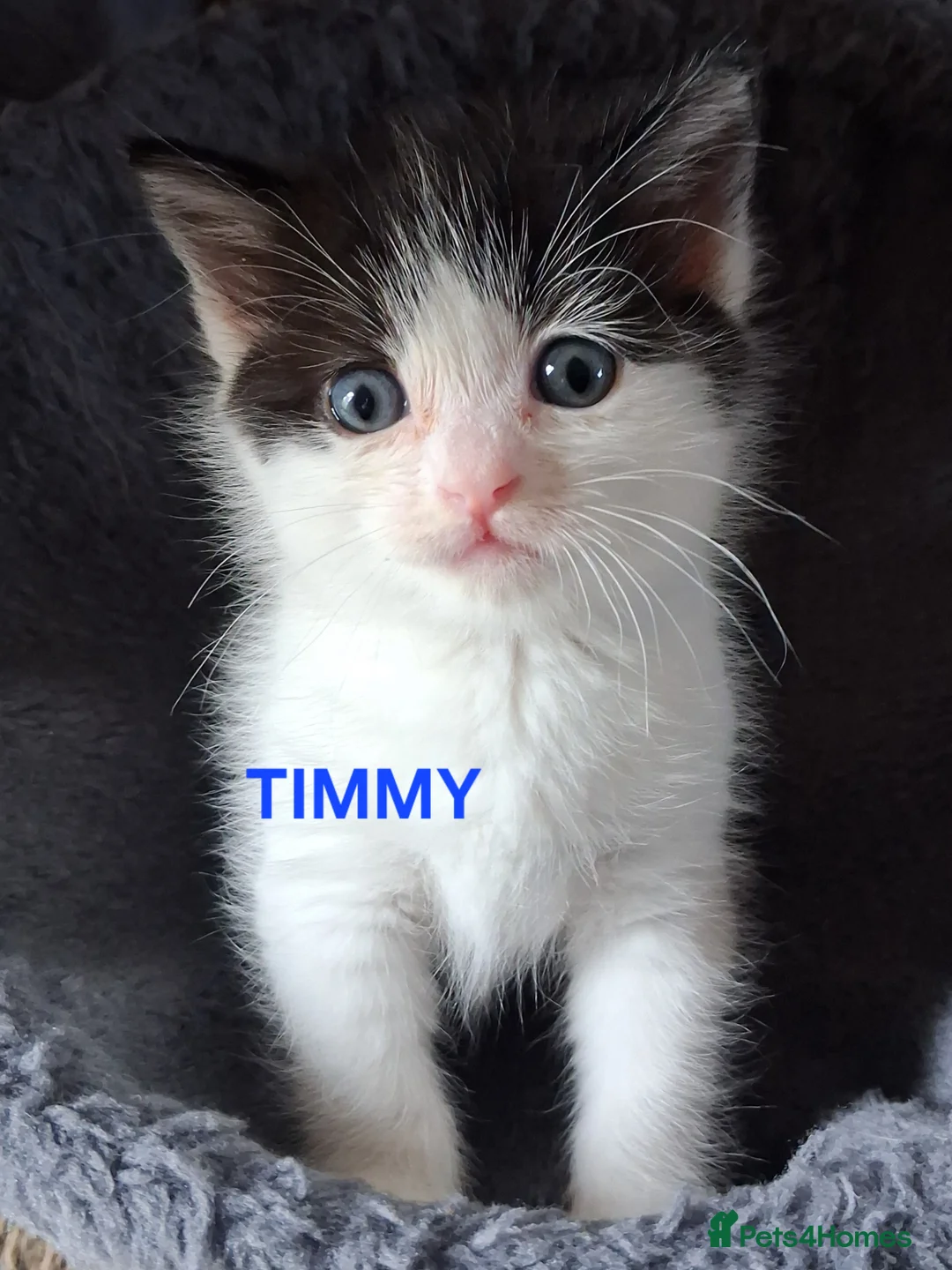 Ragdoll cats for sale: CUTE SOLID RAGDOLL KITTENS  - Advert 14