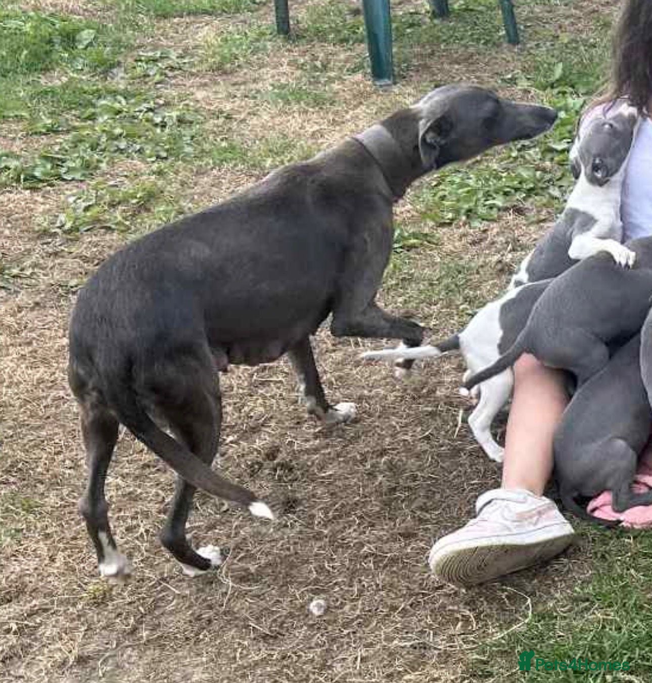 Whippet dogs Whippet boys for sale  - Advert 2