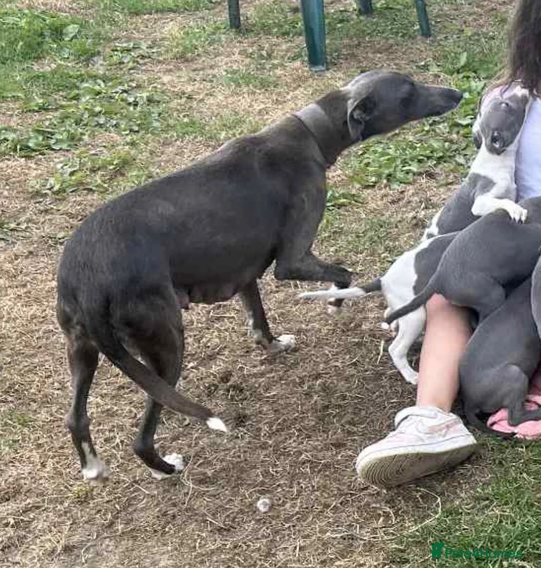 Whippet dogs for sale: Whippet boys for sale  in Wolverhampton - Advert 2