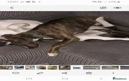 Lurcher dogs for sale: Beautiful 7 month old lurcher - Image 3