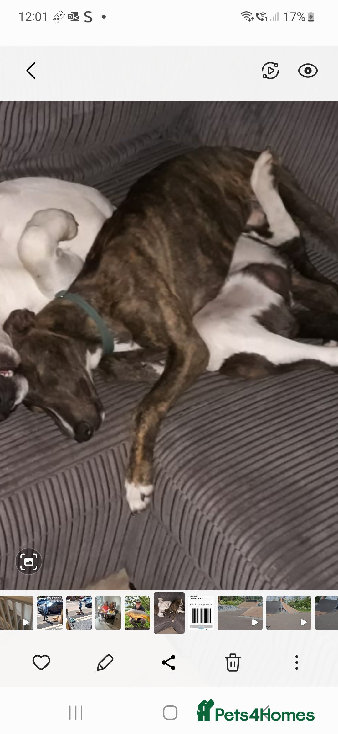 Lurcher dogs for sale: Beautiful 7 month old lurcher - Image 3