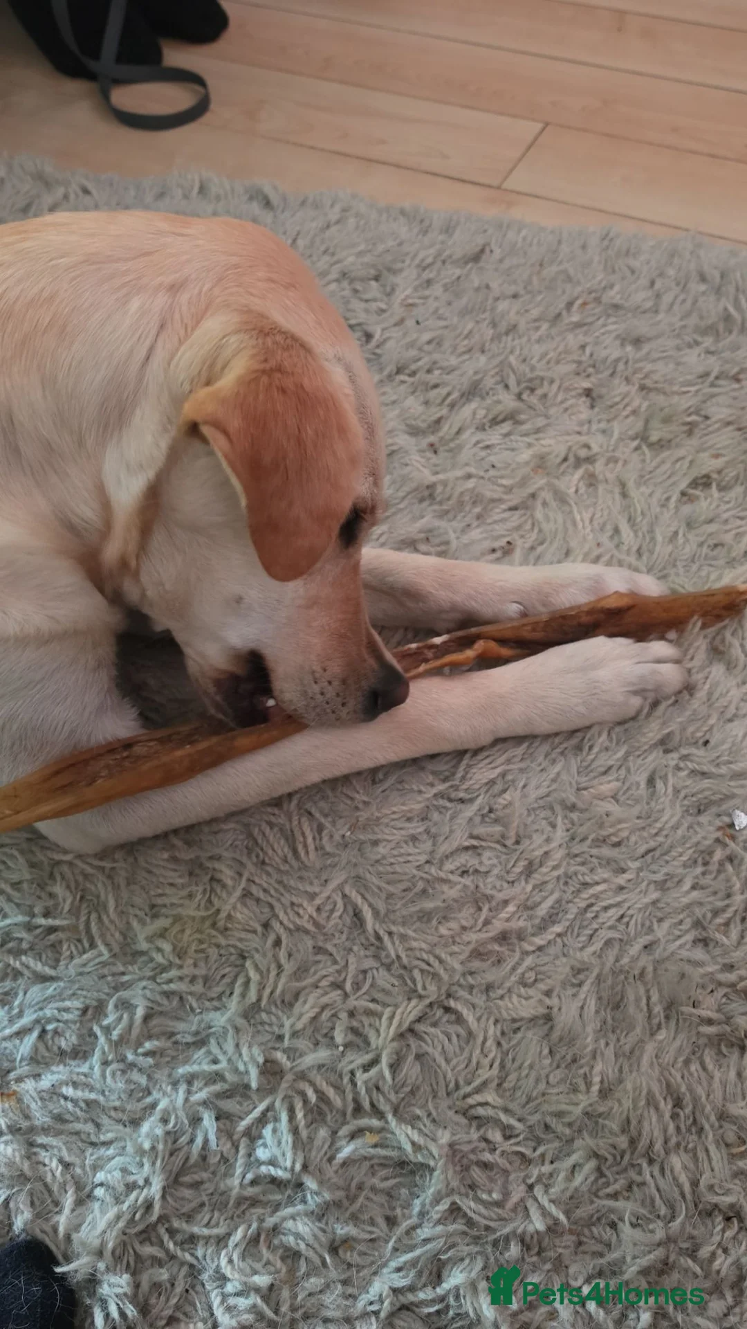 Mixed Breed dogs for sale: 1 Year Old beautiful doggo needs a new home - Advert 4