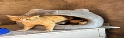 British Shorthair cats for sale: Adult female cat  - Advert 1