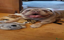 English Bulldog dogs for sale: TWO ENGLISH BULLDOGS  - Image 4