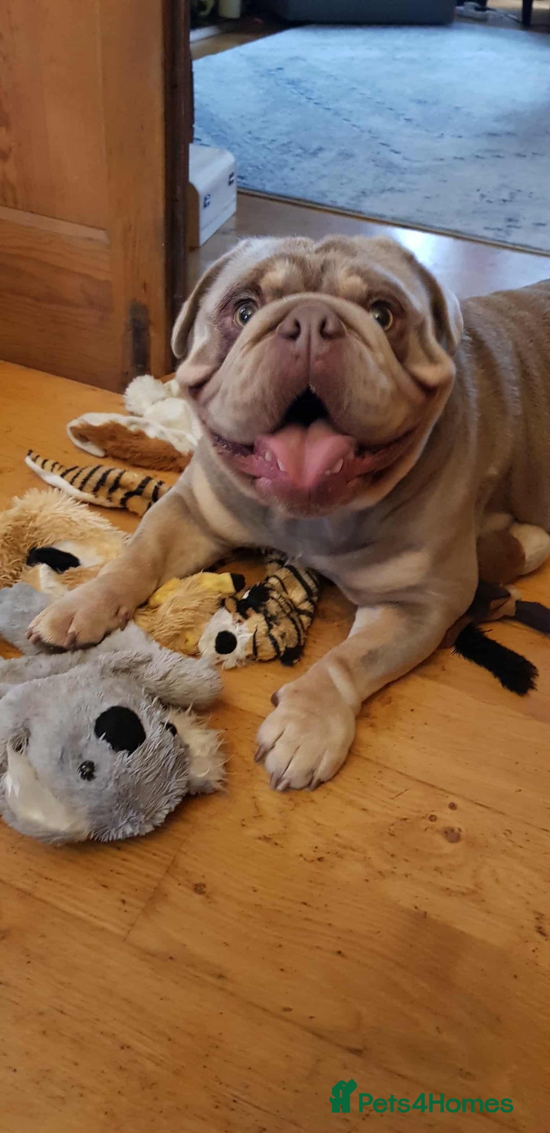 English Bulldog dogs for sale: TWO ENGLISH BULLDOGS  - Image 4