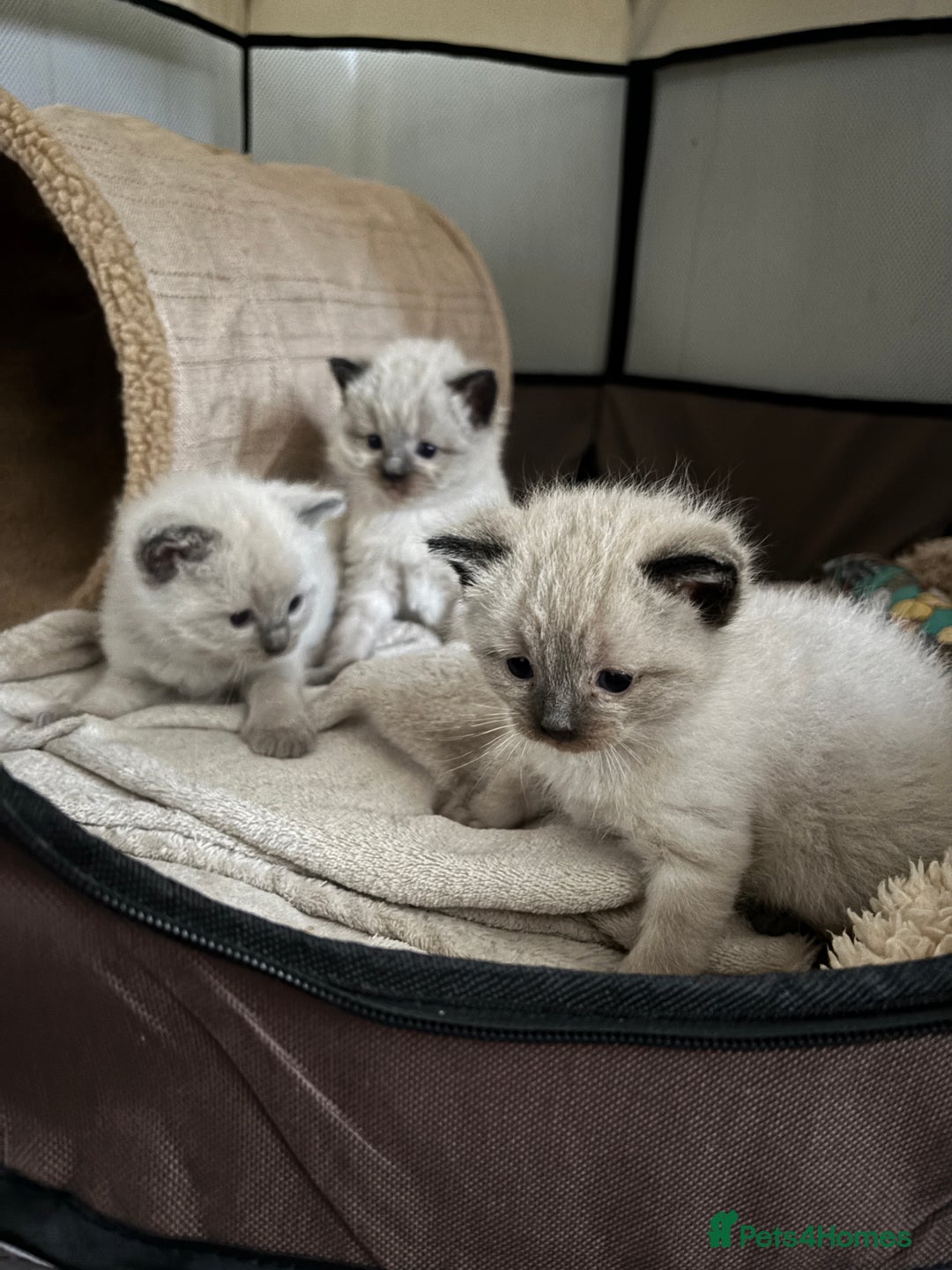 Ragdoll cats for sale: Ragdoll kittens  - Advert 6