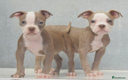 Old Tyme Bulldog dogs for sale: 5⭐️STAR RATED LICENSED🛑🛑READY TO LEAVE NOW, - Image 4