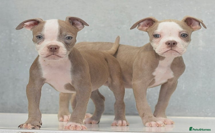 Old Tyme Bulldog dogs - Advert 1