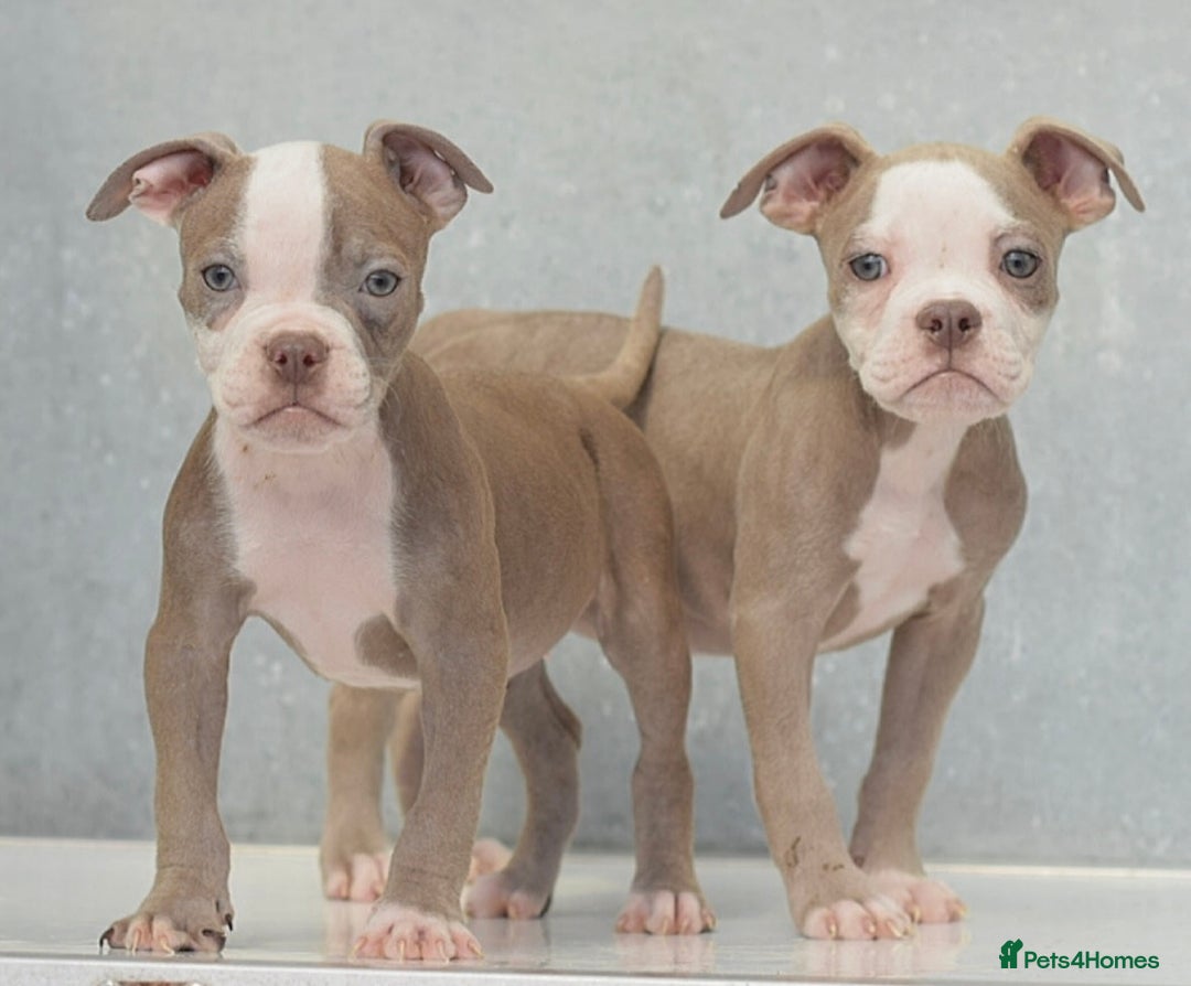 Old Tyme Bulldog dogs for sale: 5⭐️STAR RATED LICENSED🛑🛑READY TO LEAVE NOW, - Image 4