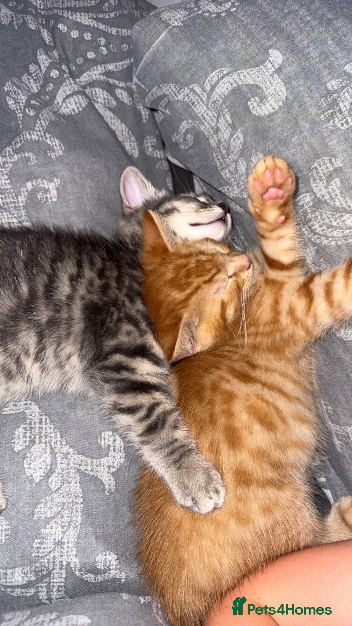 American Shorthair cats Grey and ginger tabby  - Advert 14