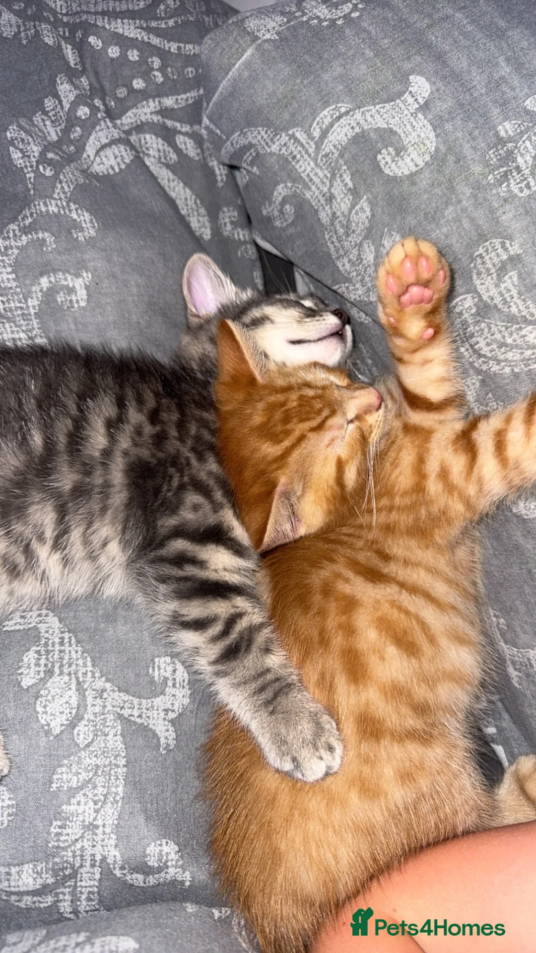 American Shorthair cats for sale: Grey and ginger tabby  - Advert 1