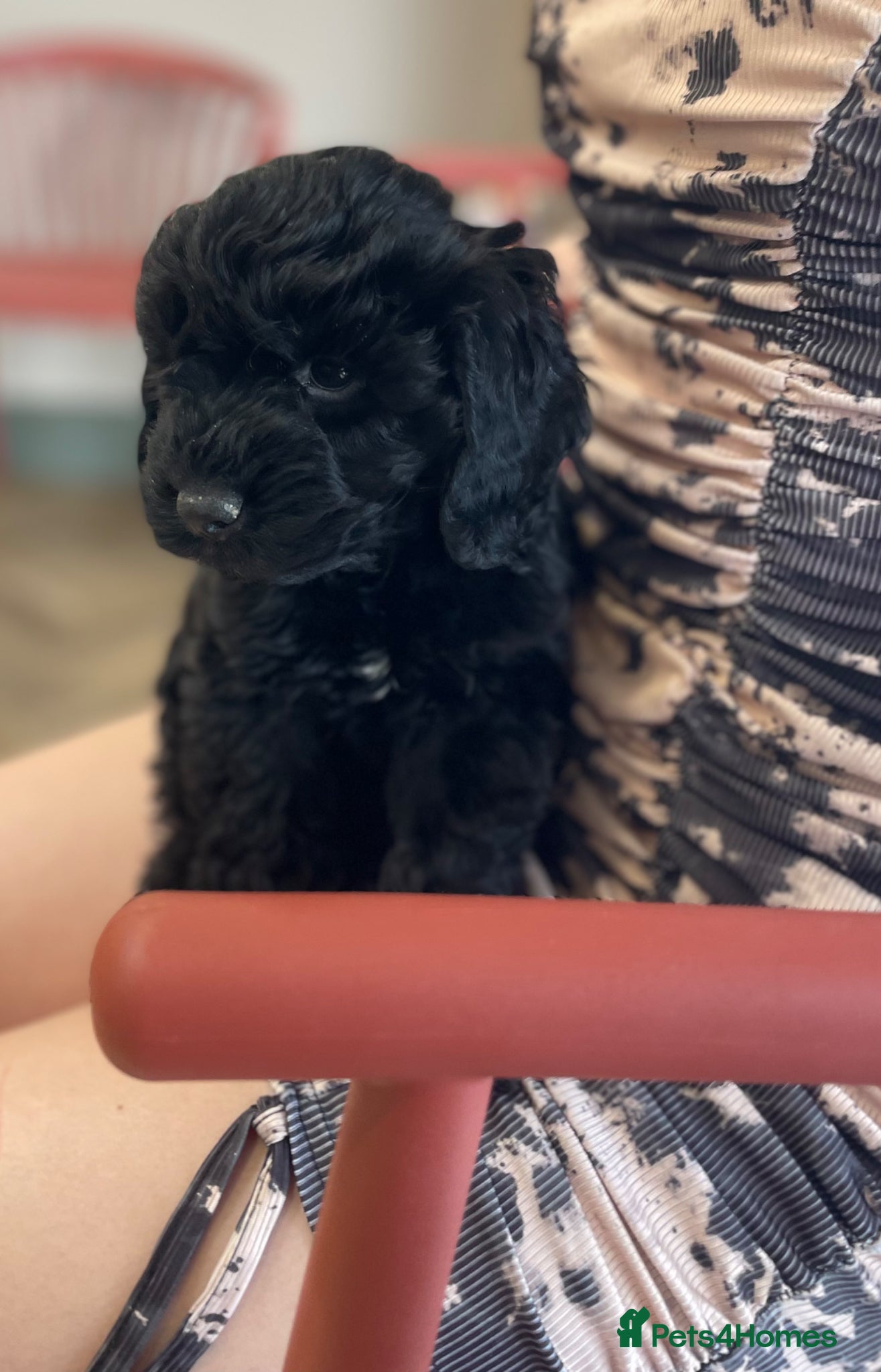 Cockapoo dogs Licenced breeder Beautiful ready now 😍😍 - Advert 2