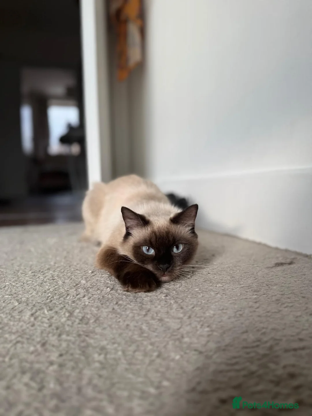 Ragdoll cats for sale: ragdoll for sale, urgent!! - Advert 1