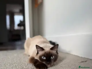 Ragdoll cats ragdoll for sale, urgent!! - Advert 12