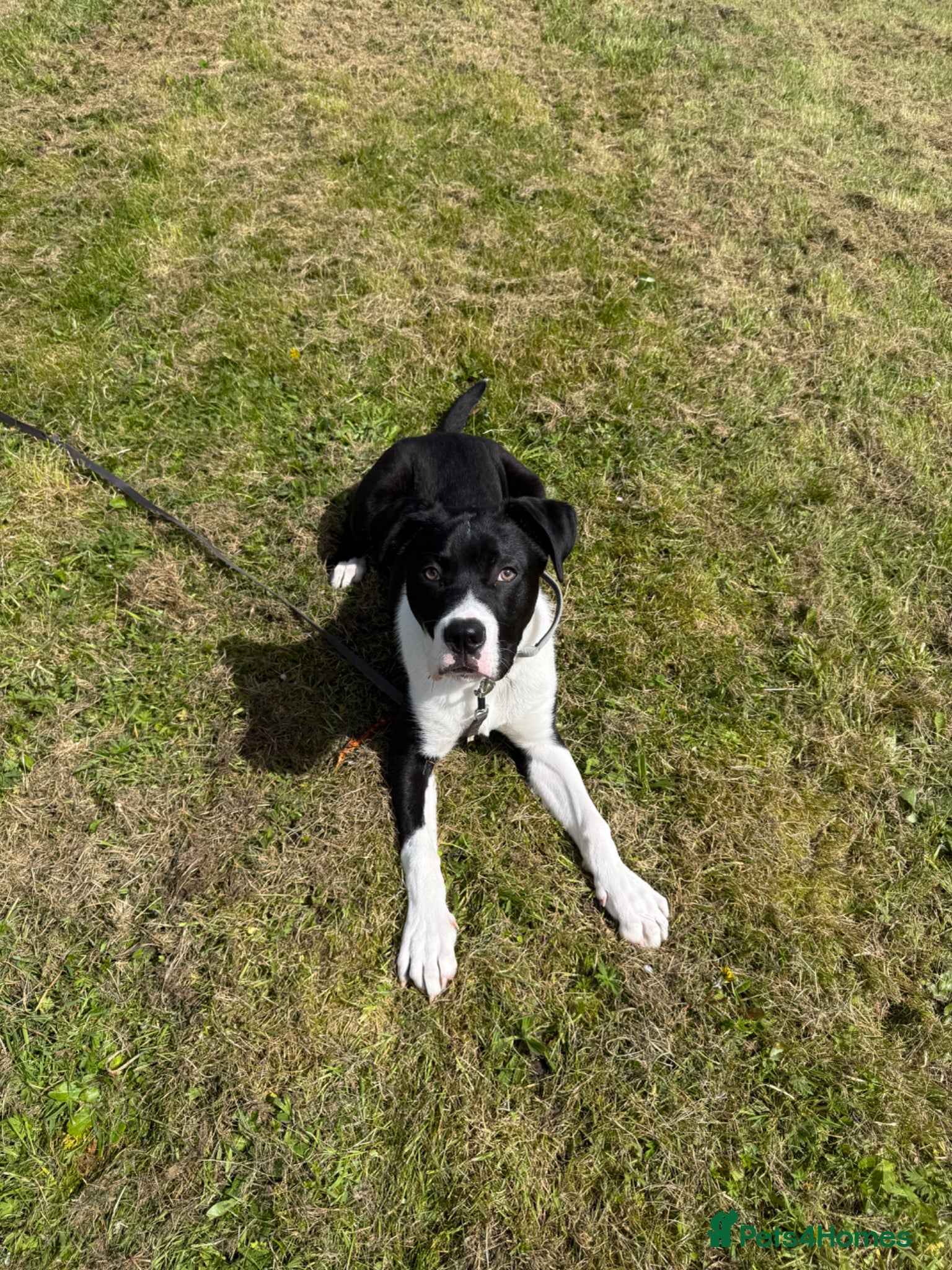 Mixed Breed dogs Cane corso X - Advert 2