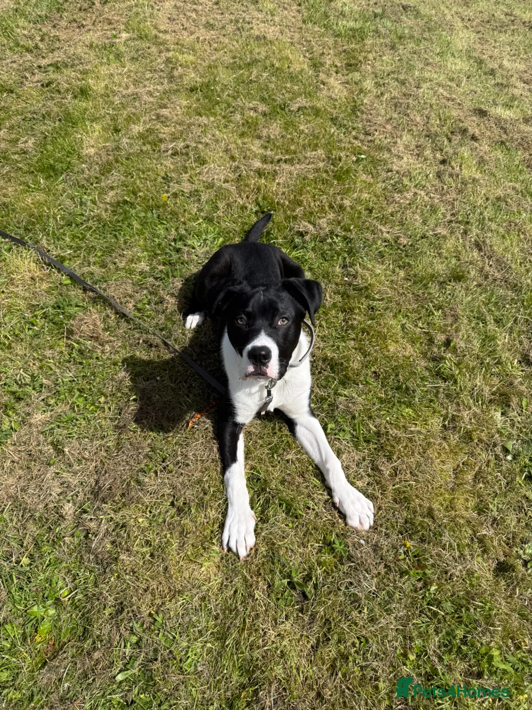 Mixed Breed dogs for sale: Cane corso for 5star home - Advert 2