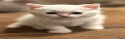 Persian cats for sale: Ready now persian x white girls - Advert 6