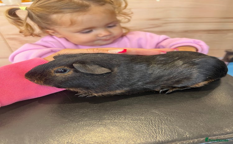 Guinea Pig rodents - Advert 2