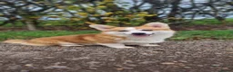 Welsh Corgi Pembroke dogs for sale: KC registered Pembroke Corgis health tested  - Advert 6
