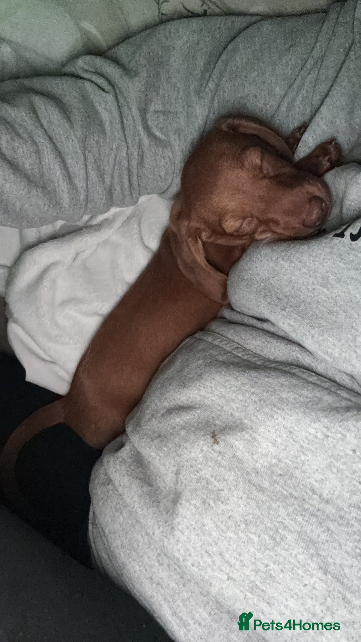 Dachshund dogs SAD SALE - 9 week old coco  - Advert 1
