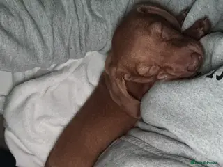 Dachshund dogs SAD SALE - 9 week old coco - Advert 1