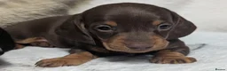 Miniature Dachshund dogs for sale: Quality KC/ PRA clear Miniature Dachshund puppies  - Advert 15