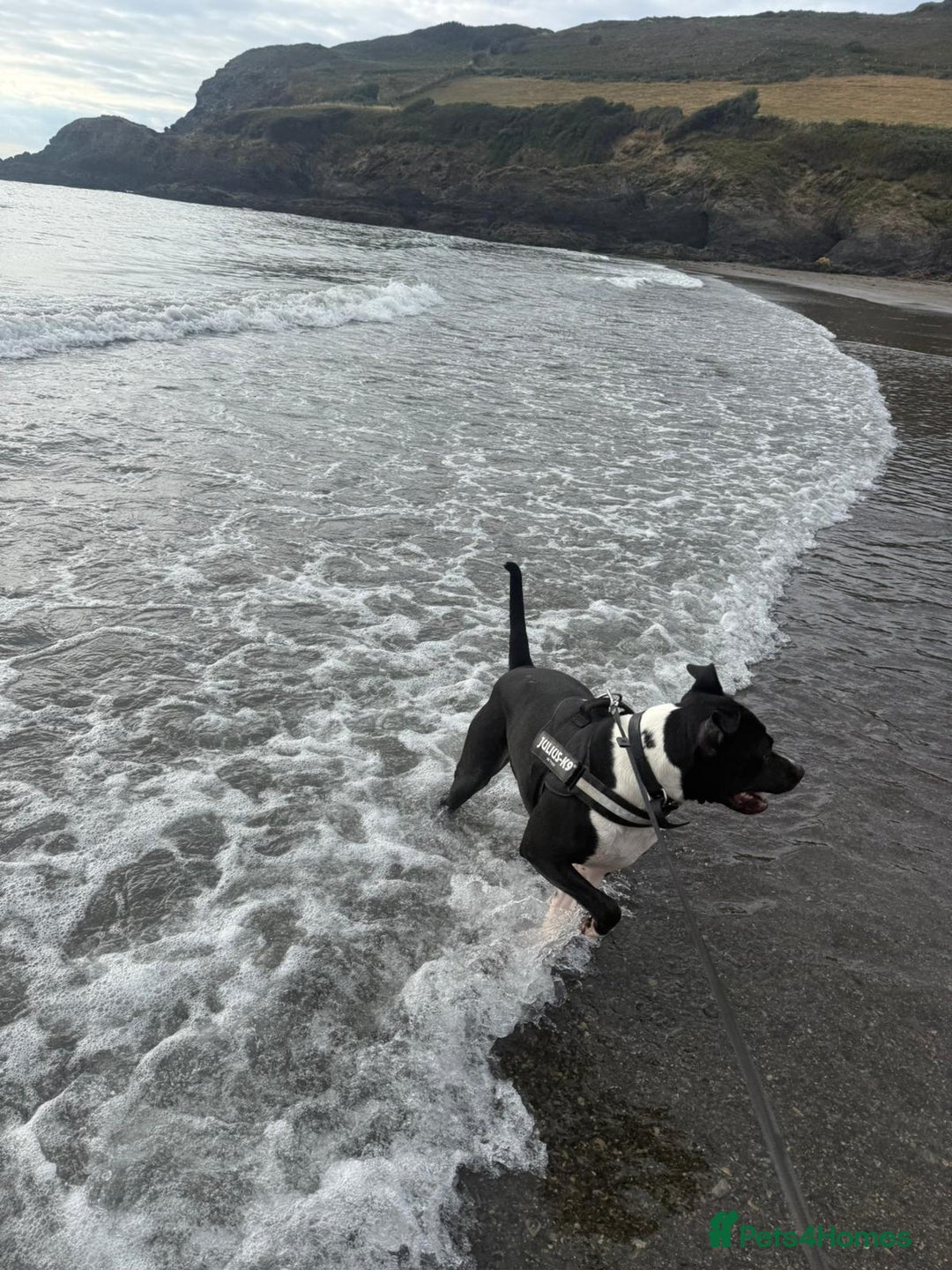Mixed Breed dogs for sale: Staffordshire bull terrior x American bull dog - Image 5