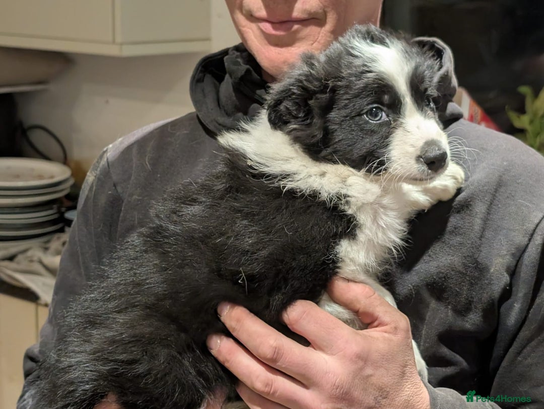 Border Collie dogs for sale: Border collie puppies merl and black/white - Advert 13