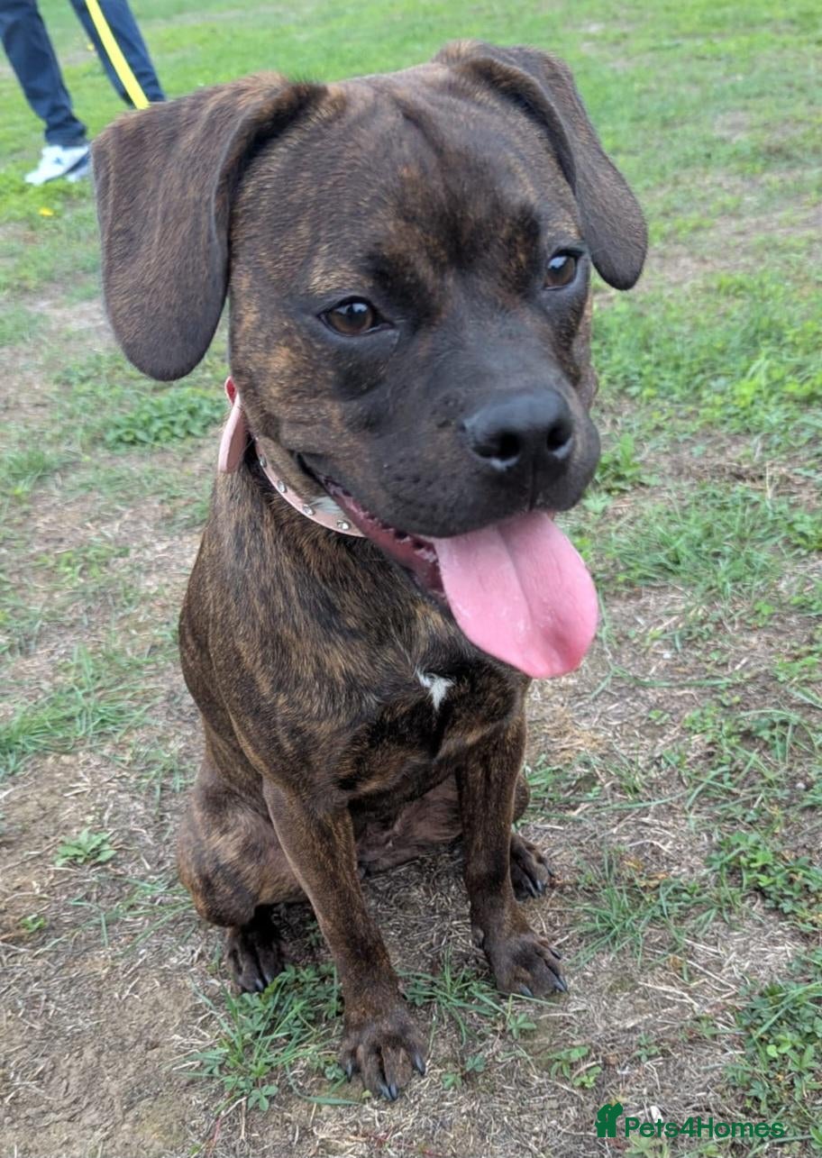 Mixed Breed dogs Staffy x French bulldog - Advert 2