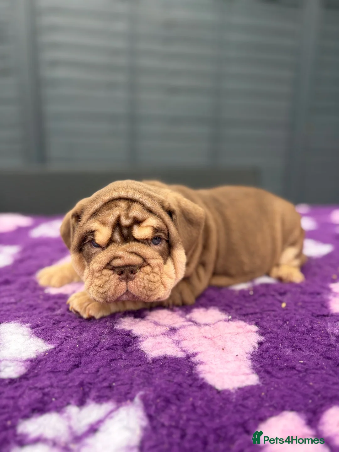 English Bulldog dogs for sale: *** TOP QUALITY ENGLISH BULLDOG PUPPIES *** in Stevenage - Advert 39
