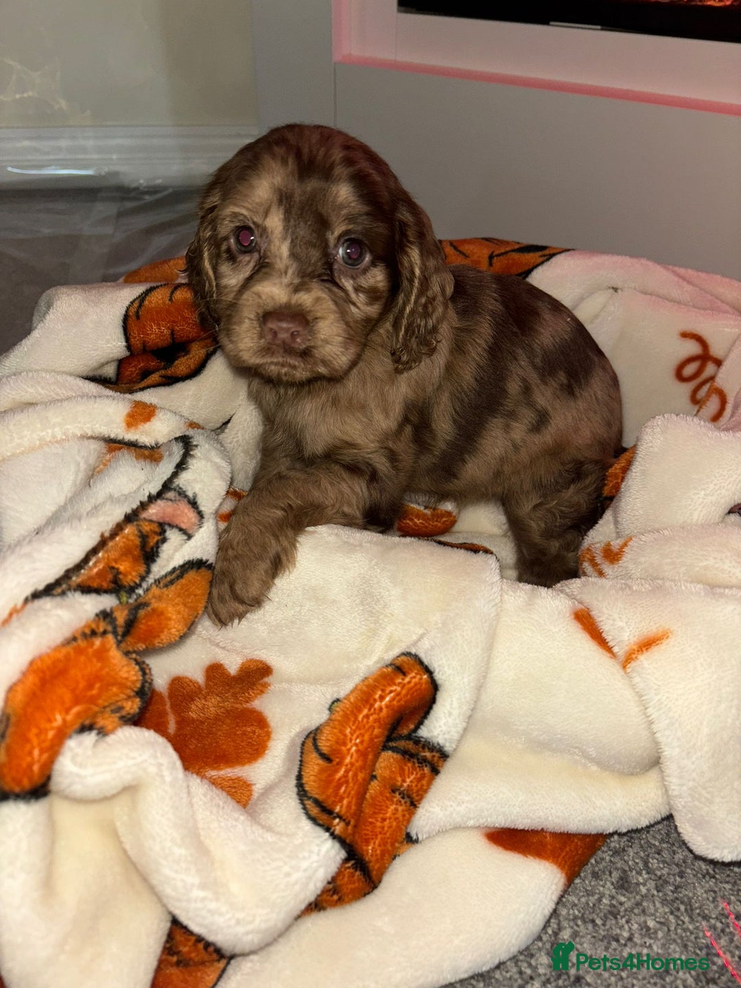 Cocker Spaniel dogs for sale: Cocker spaniel puppies - Image 18