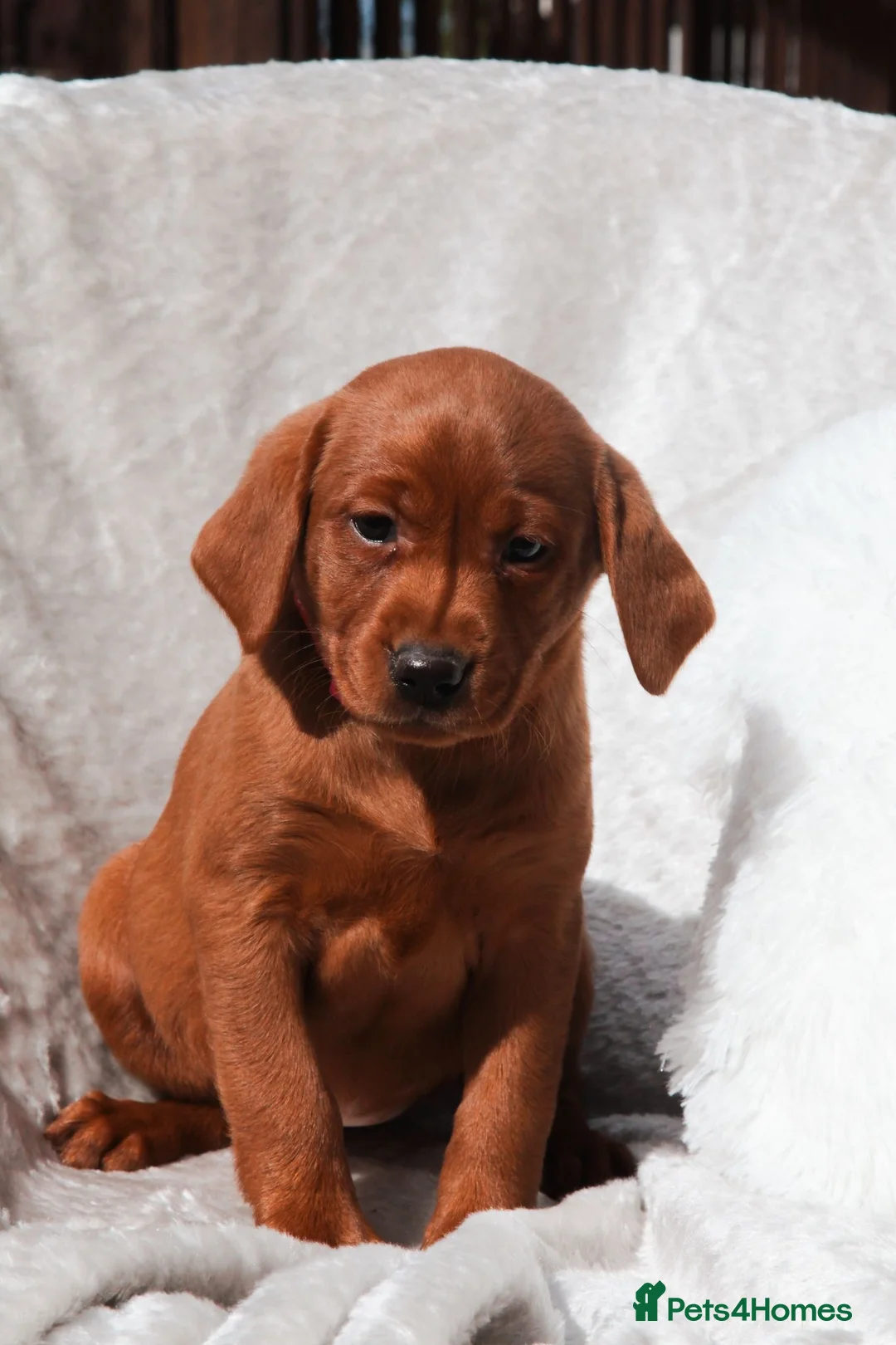 Labrador Retriever dogs for stud: AGLABS ICON - HEALTH TESTED DARKEST FOX RED in Grantham - Advert 36