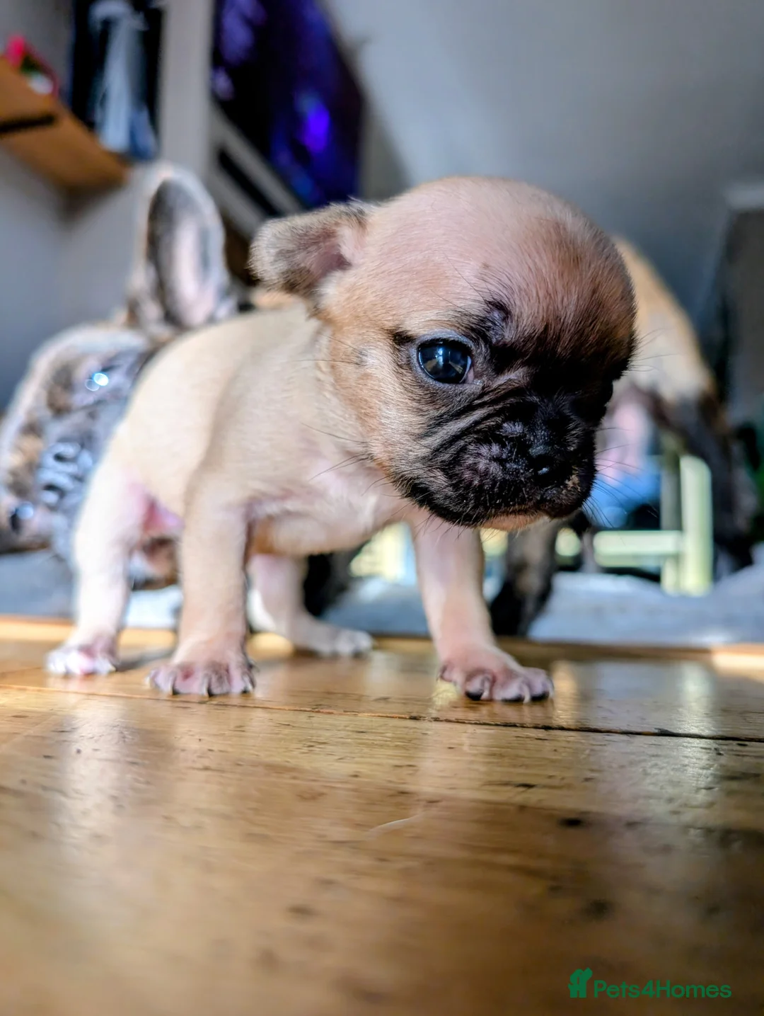 French Bulldog dogs for sale: *last one*Mixed (75%) French Bulldog Frenchie - Advert 14