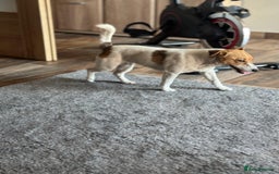 Jack Russell dogs for adoption: Sweet Jenni Looking for Love  - Image 9