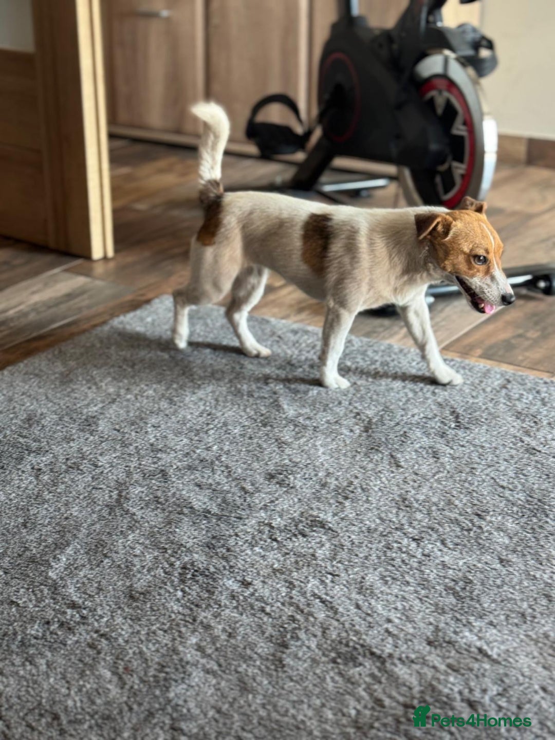 Jack Russell dogs for adoption: Sweet Jenni Looking for Love  - Image 9