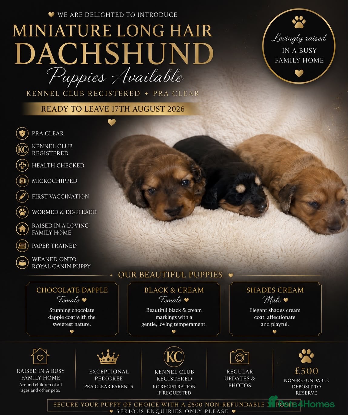 Miniature Dachshund dogs 3 Beautiful Longhair Miniature Dachshund Puppies - Advert 1