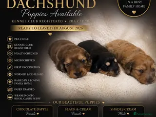 Miniature Dachshund dogs 3 Beautiful Longhair Miniature Dachshund Puppies - Advert 1